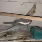 اجواز كوكتيل شرط