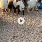 8 خروف طيبات ثنين يضحي واحد يتاما الحين الموقع شعيبه