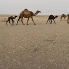 لبيع الخلفه