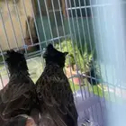 بلابل كشميري
