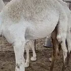 حشو