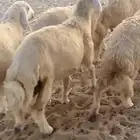 طليان اضاحي