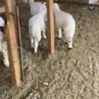 طليان. حريه
