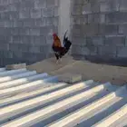 ديك عربي افرق