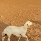 السلام عليكم مشروع فحل العمر من اربع شهور الي خمس شهور