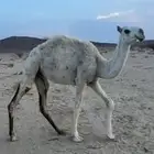 ناقه وبكره