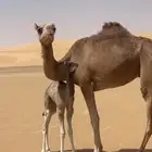 بكر كفو عليها بكرة على لطام الكربي