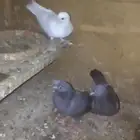 للبيع 3 حبات صنعاوية فروخ