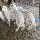 بهم للبيع وفيه مشاريع فحوال