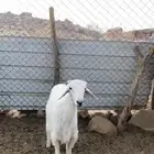 خروف جبر كفو ومسكت مبدأ ولا مناسبه ومن حلالي واكله نضيف