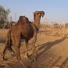 جمل احمر
