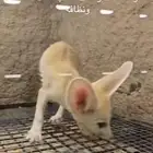 ثعالب الفنك اليفه عمر شهرين