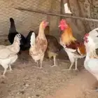 دجاج