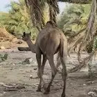 حاشي السنه سنه ونص