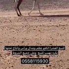 عشرا بداوه كفو موقعها وادي الدواسر