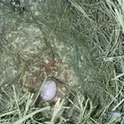 جوز روز منتج معه بيض