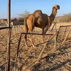 بعير علي جميع الشروط