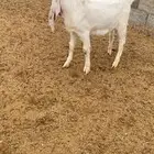 للبيع تيس جذع