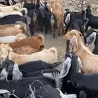للبيع عنقان