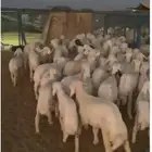 بهم تربيه تم البيع اضغط متابعه يصلك كل جديد نعرضه