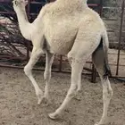 قعود للبيع