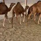 للبيع قعدان طيبه وبريه ع الحليب