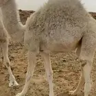 بكره مغلقه شحم على حليب