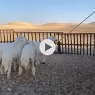 رخال صنف الصنف طيبه جدا مراح واحد انتاج فحول غاليه من غنم ش
