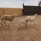 عرضييين خلفات حريات صنف وعنز يتبعها تيس