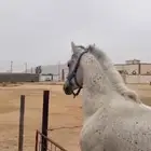 حصان شعبي حار سليم من إلا مراض كان موتر وسلم