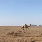 ناقه لقحه.