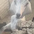 تيس طيب
