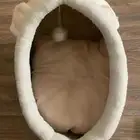 مستلزمات قطط