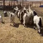 معزا مشاريك حلال مزرعه وحصن دفيع فحص سونار