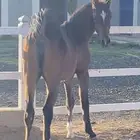 للبيع مهره شعبيه