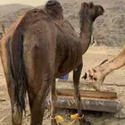 سوداء لقحه باقي لها حدود 4 شهور حمراء باقي ماهي لقحه