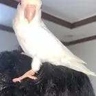 بغبغاء روز للبيع