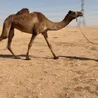 رحول ابل طوع للبيع