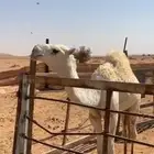 قعود جده الحاكم وابوه بعير حمدبن سالم الشكره على الحاكم