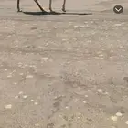 للبيع البكره المفرود الباتلي
