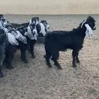 جفار جذعات العدد19