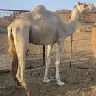 جمل حر للبيع