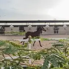مربط عفيف