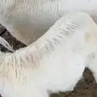 ذبايح حريات ونعيم ونجد