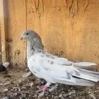 حمام باكستاني
