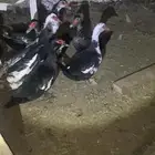 بط مصري منتج