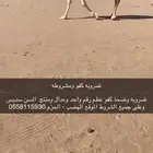 ضروبه رمانيه طيبه جدا وعلى جميع الشروط