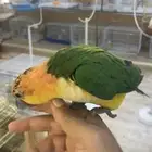 للبيع ببغاء كايك وايد بلي