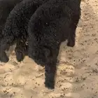 3 خرفان سمان و طيبه. اعمار 4 شهور