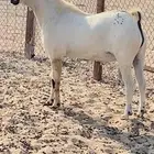 تيس فحل اكحل فاخر